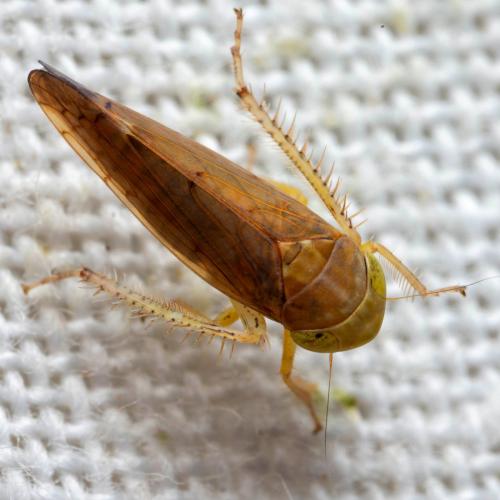 Réf. 320 637 : Heliotettix tangiricus